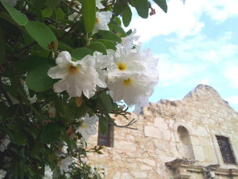 1488801959Anacahuita-Mexican-Olive-Cordia-boissieri-flower-detail.jpg
