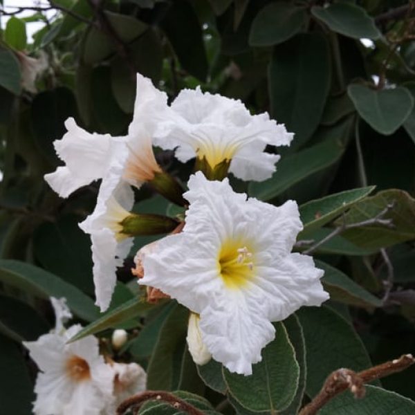 1488801978Olive-Mexican-Cordia-boissieri-detail-flower.jpg