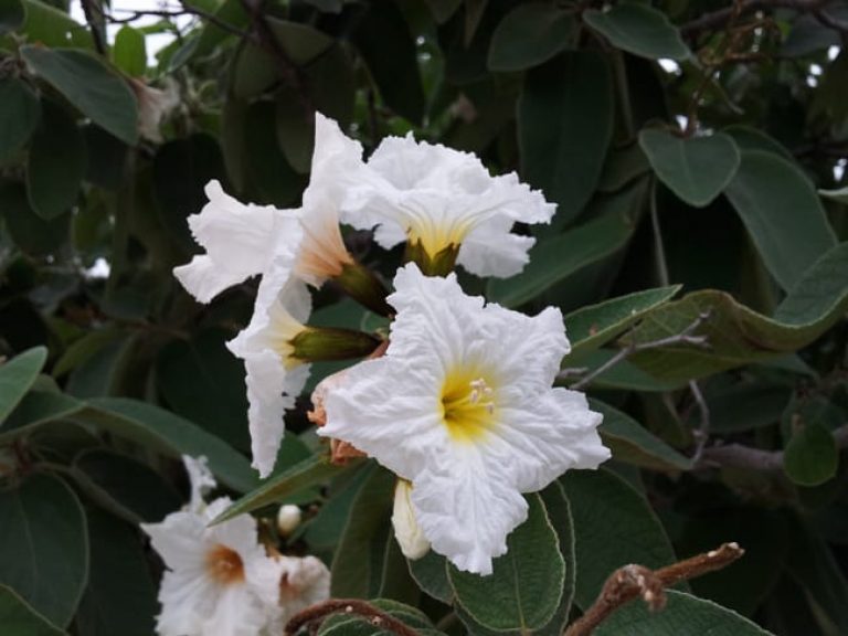 1488801978Olive-Mexican-Cordia-boissieri-detail-flower.jpg