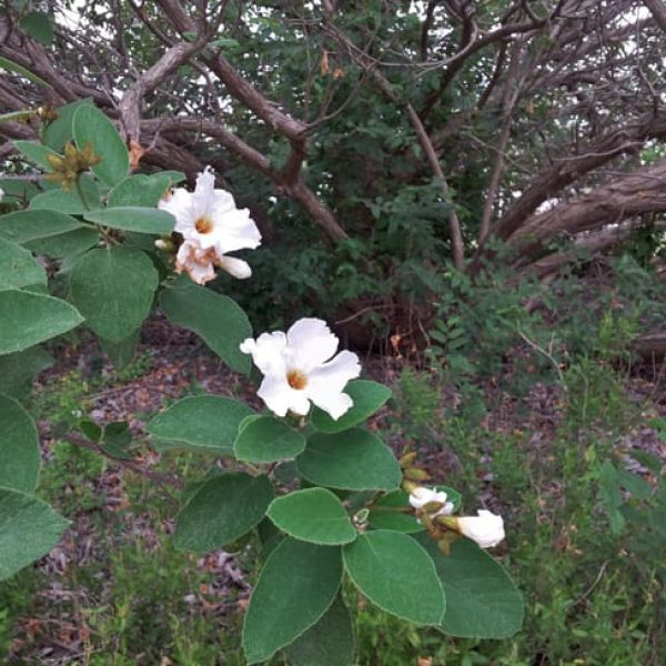 1488801984Olive-Mexican-Cordia-boissieri-detail-trunks-and-flower-wild-form.jpg