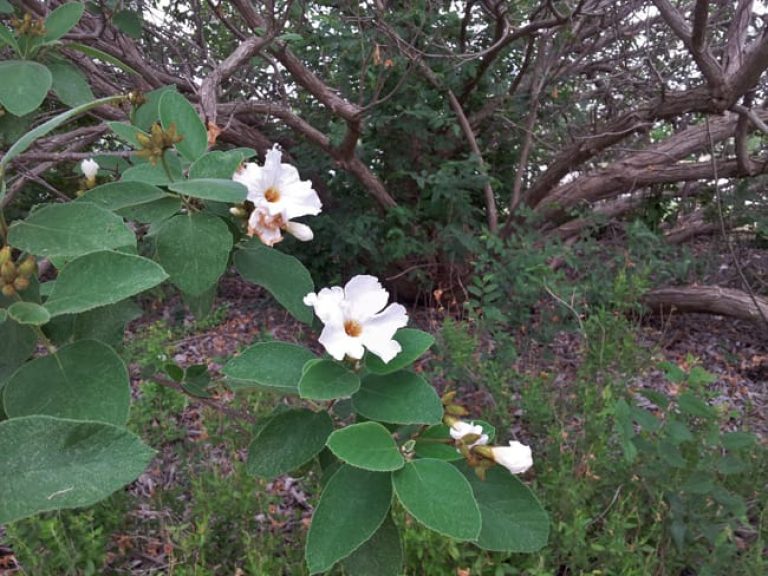 1488801984Olive-Mexican-Cordia-boissieri-detail-trunks-and-flower-wild-form.jpg