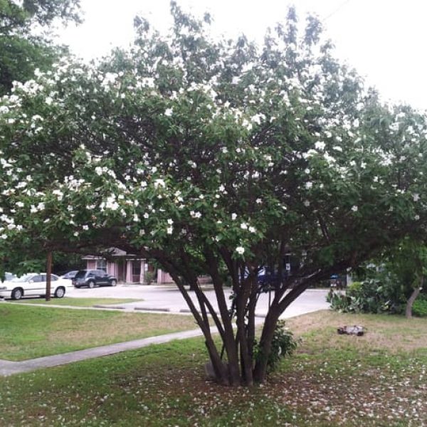 1488801991Olive-Mexican-Cordia-boissieri-form2.jpg