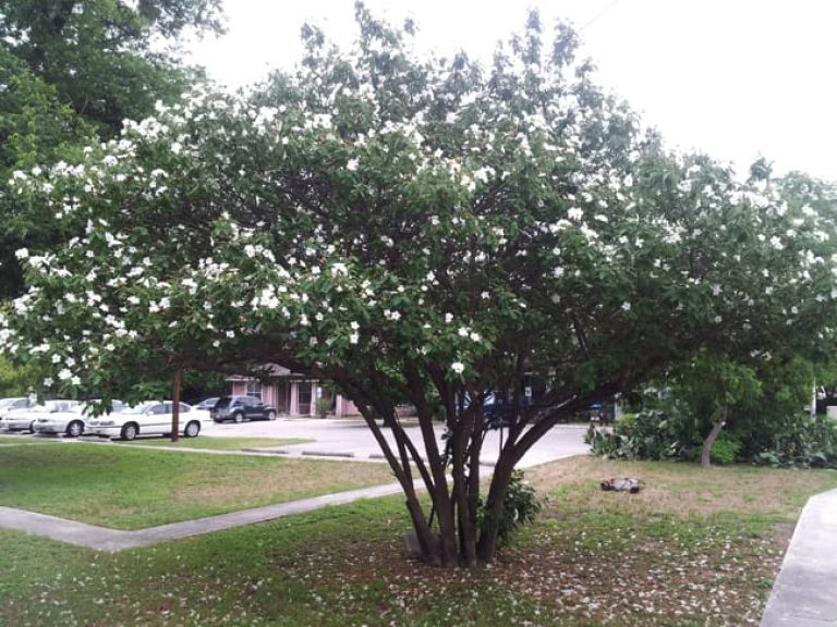 1488801991Olive-Mexican-Cordia-boissieri-form2.jpg