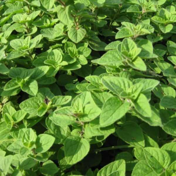 1488802661oregano-origanum-vulgare-detail.jpg