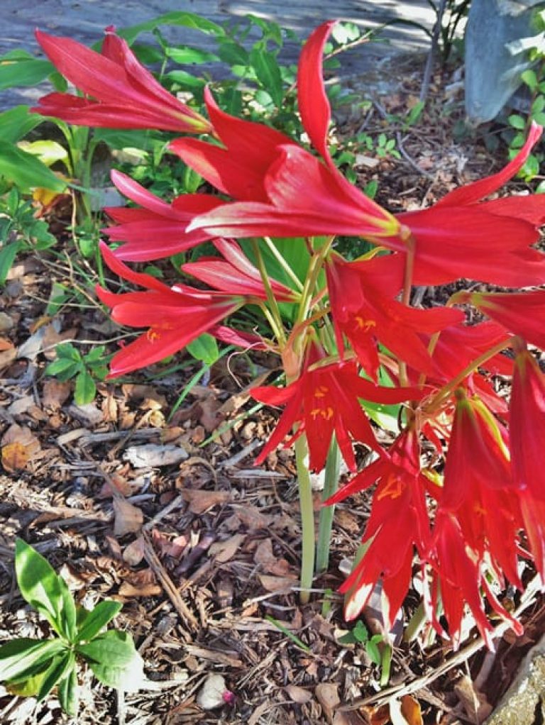 1488802954Oxblood-Lily-Rhodophialla-bifida.jpg