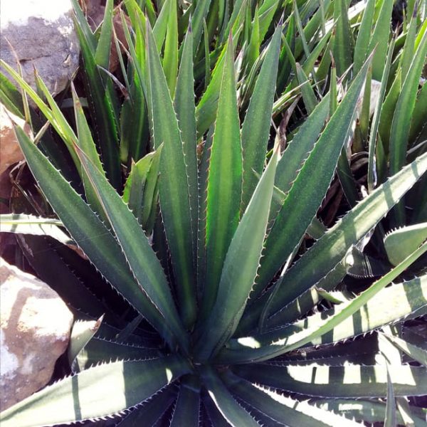 1488803658Agave-Lechuguilla-Agave-lechuguilla-form.jpg