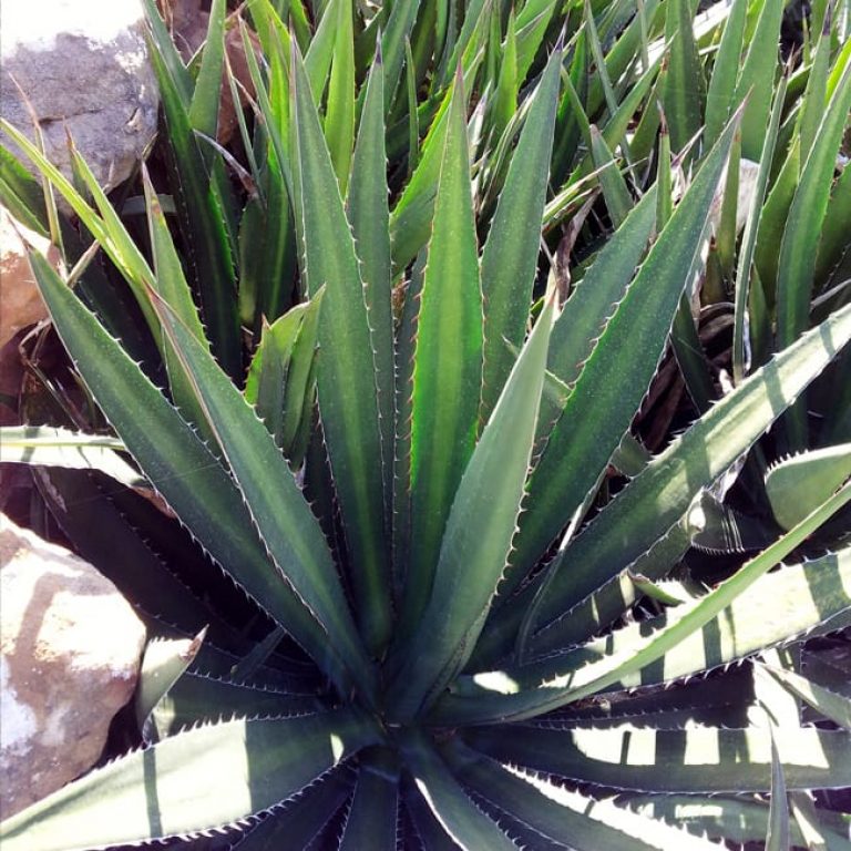 1488803658Agave-Lechuguilla-Agave-lechuguilla-form.jpg