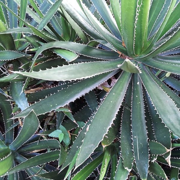 1488803663Agave-Lechuguilla-Agave-lechuguilla-form-groundcover.jpg