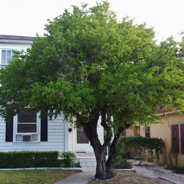 1488804033Brasil-Condalia-hookeri-form-tree.jpg