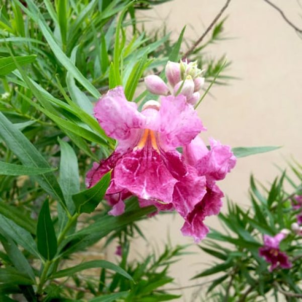 1488804864Desert-willow-chitalpa-linearis-detail-flower.jpg