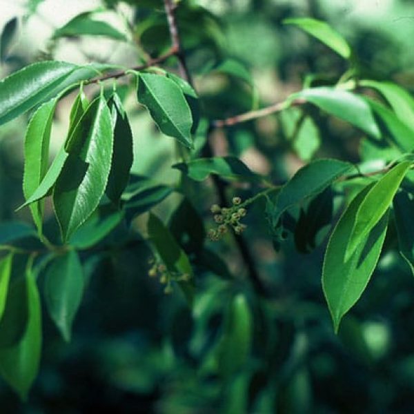 1488805181cherry-escarpment-prunus-serotina-detail-fruit.jpg