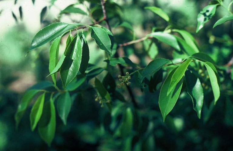 1488805181cherry-escarpment-prunus-serotina-detail-fruit.jpg