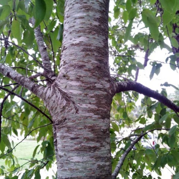 1488805185escarpment-cherry-prunus-serotina-20121023-detail-bark.jpg