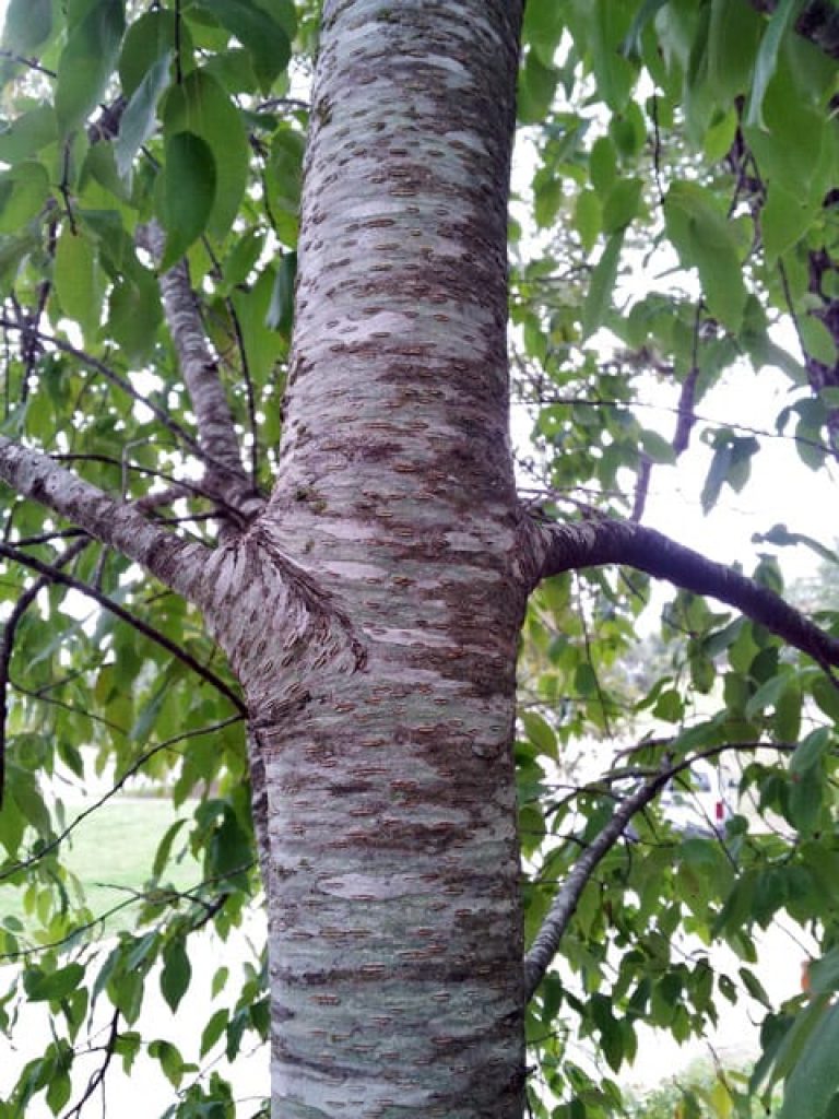 1488805185escarpment-cherry-prunus-serotina-20121023-detail-bark.jpg