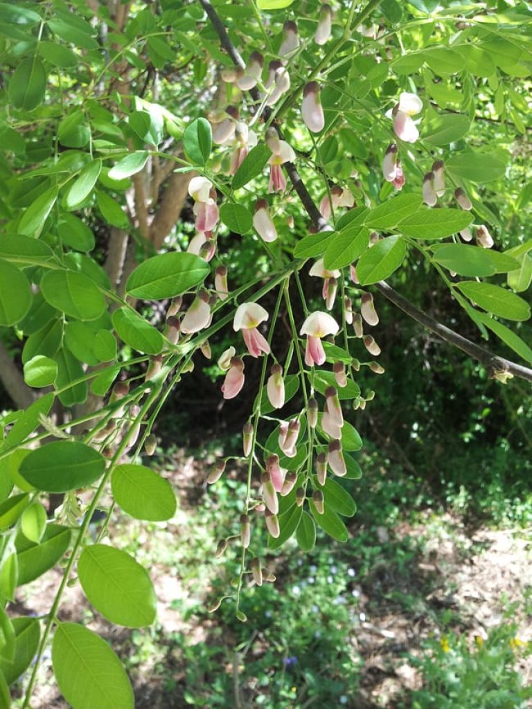1488805342Eves-necklace-Sophora-affinis-detail-flowering.jpg