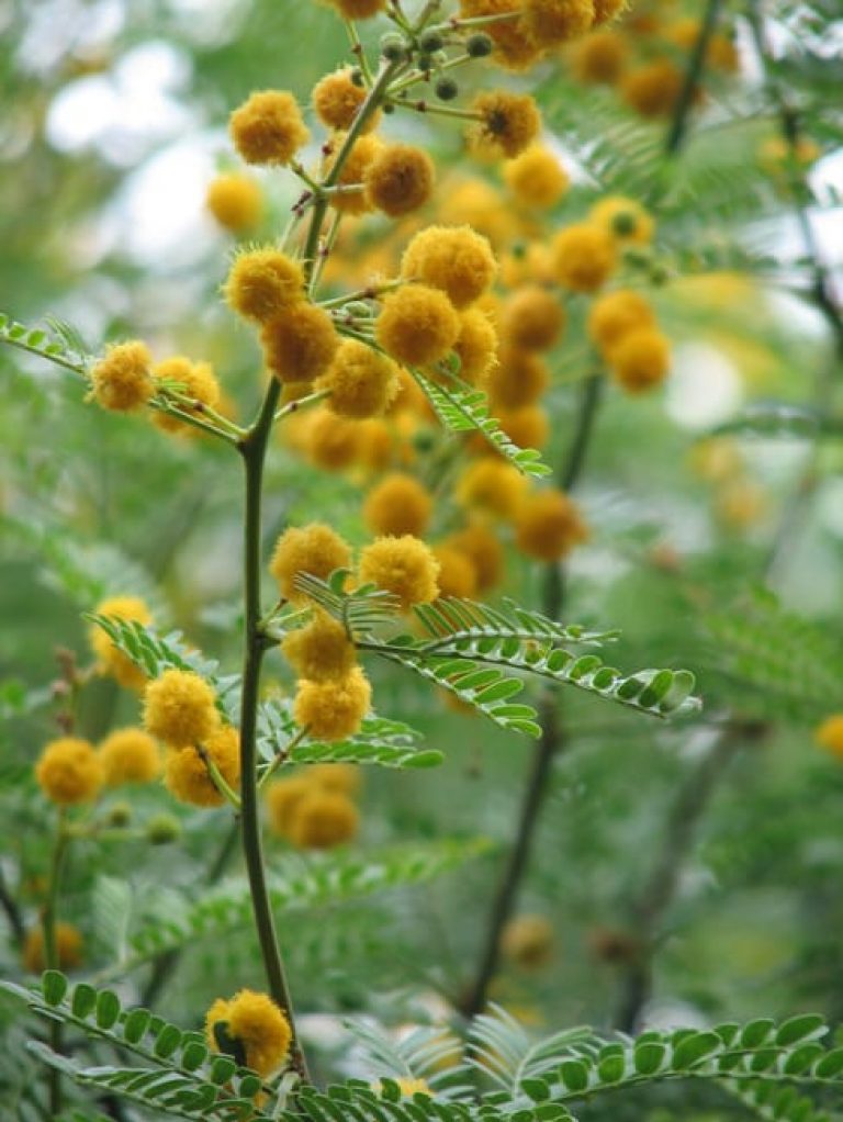 1488806208Goldenball-Leadtree-Leucana-retusa-flower-detail.jpg
