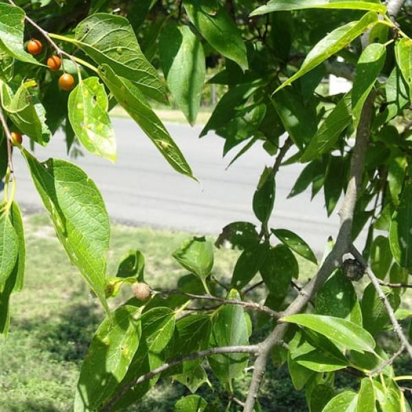 1488806293hackberry-celtis-detail.jpg
