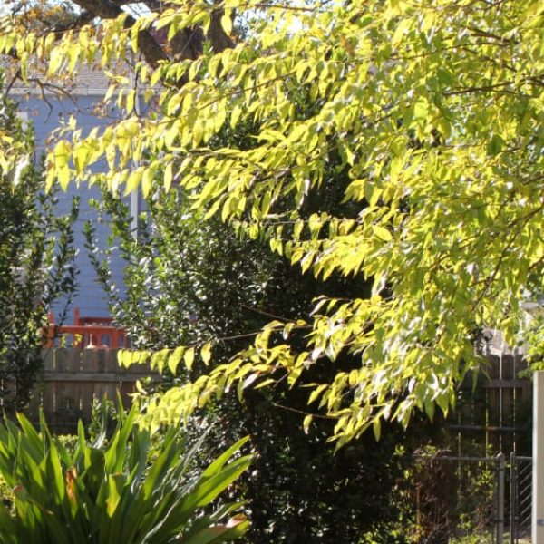 1488806301Hackberry-Celtis-laevigata-detail-fall-color.jpg