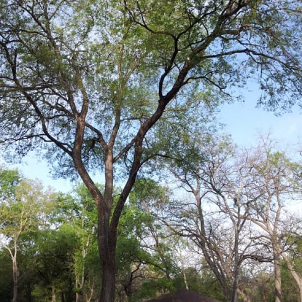 1488806317Hackberry-sugar-Celtis-laevigata-form-Salado-creek.jpg