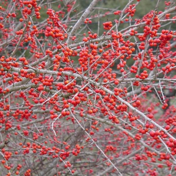 1488806436Possumhaw-Holly-Ilex-decidua-berries.jpg