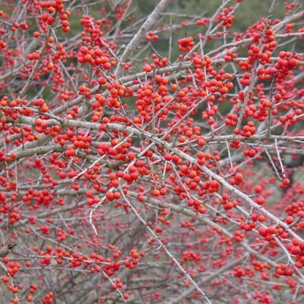 1488806436Possumhaw-Holly-Ilex-decidua-berries.jpg