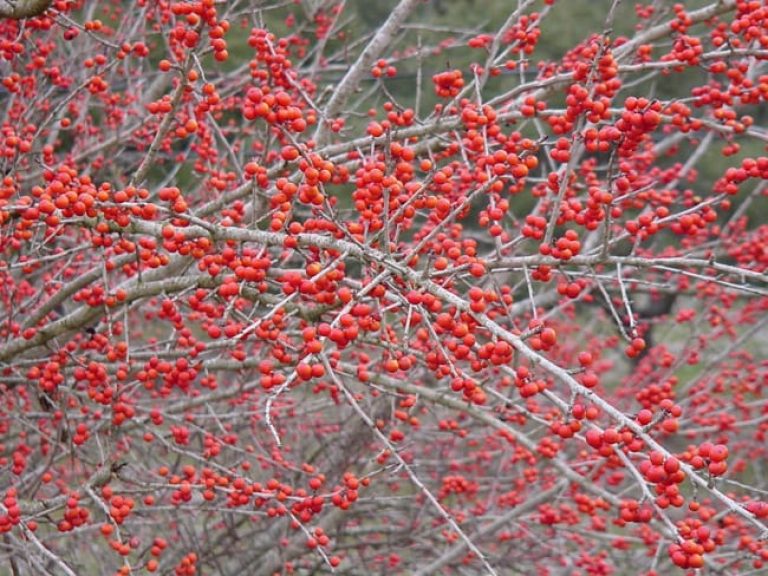 1488806436Possumhaw-Holly-Ilex-decidua-berries.jpg