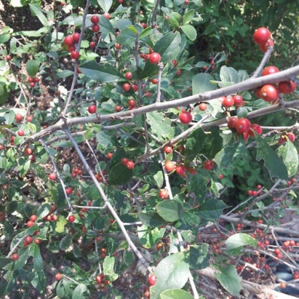 1488806441Possumhaw-Ilex-decidua-detail.jpg