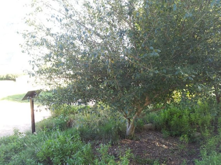 1488806445Possumhaw-Ilex-decidua-form.jpg