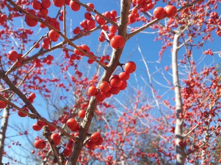 1488806450possumhaw-ilex-decidua-fruit.jpg