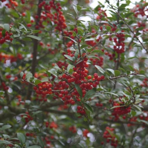 1488806567Holly-Yaupon-Ilex-vomitoria-detail-fruit.jpg