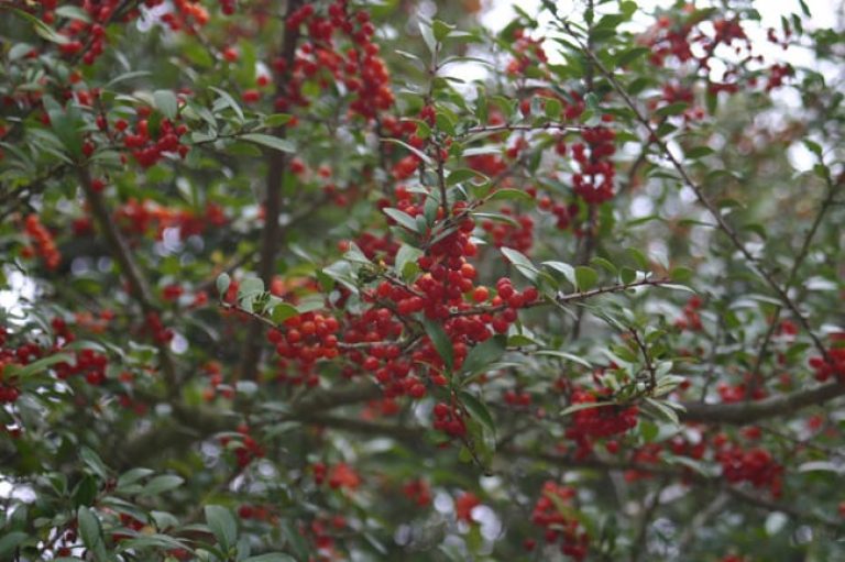 1488806567Holly-Yaupon-Ilex-vomitoria-detail-fruit.jpg