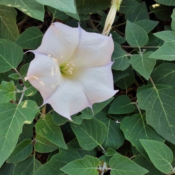 1488806692Moonflower-Datura-wrightii-detail.jpg