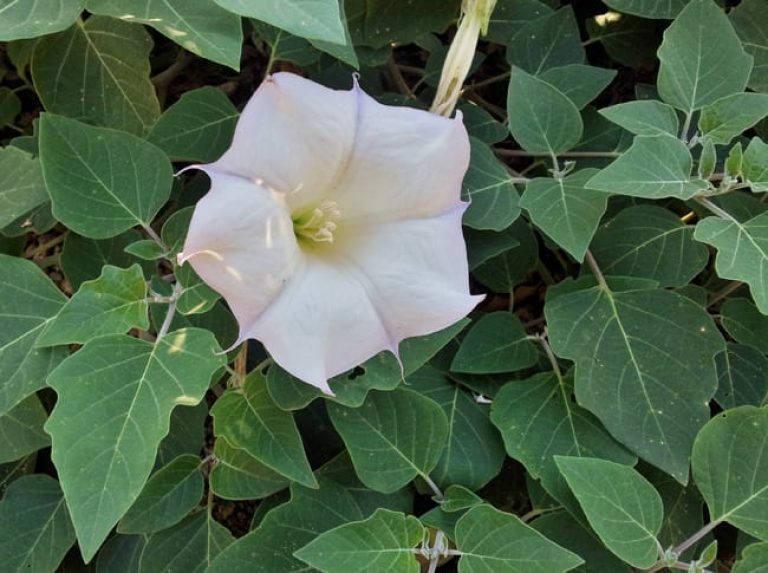 1488806692Moonflower-Datura-wrightii-detail.jpg