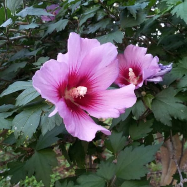 1488810851Rose-of-sharon-Hibiscus-siriacus-detail-flower.jpg