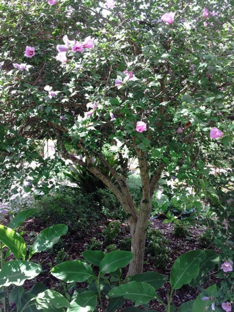 1488810856Rose-of-sharon-Hibiscus-siriacus-form-blue-danube-sabg.jpg
