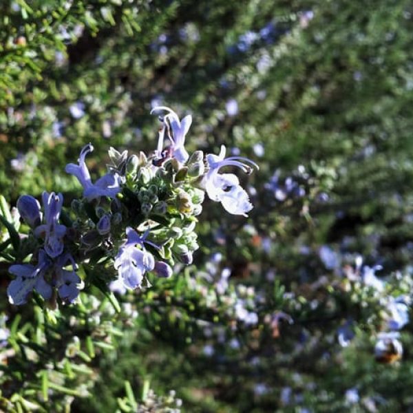 1488811498Rosemary-Common-Rosmarinus-officinalis-detail-flower.jpg