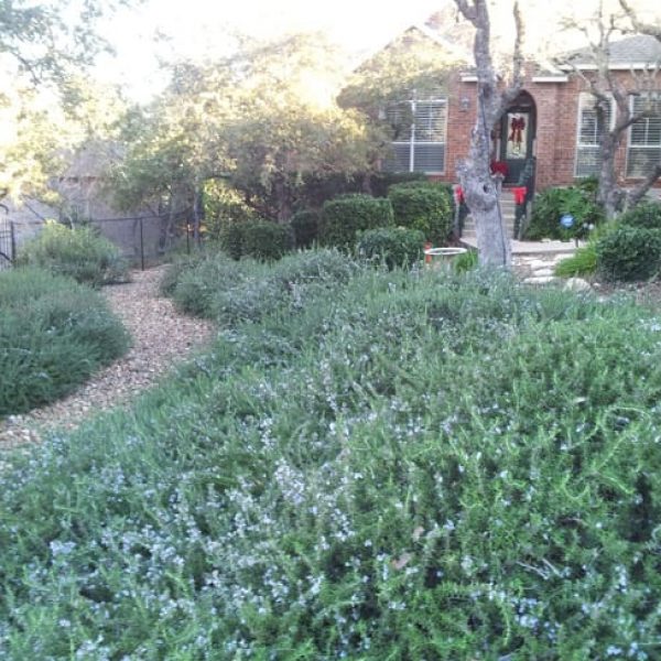 1488811733rosemary-trailing-rosmarinus-form.jpg