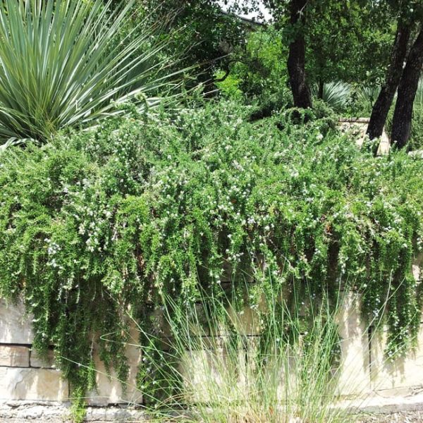 1488811756Rosemary-creeping-Rosmarinus-officinalis-form-Elm-Creek-6-2014.jpg