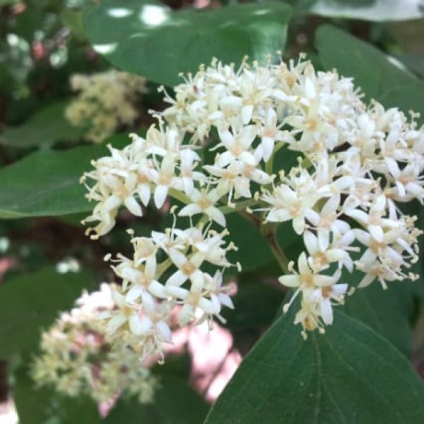 1488812621Dogwood-Roughleaf-Cornus-drummondii-detail-flowering.jpg