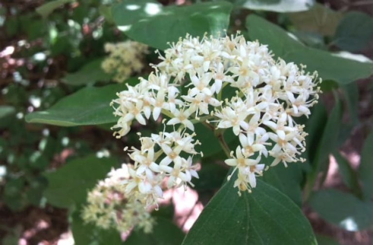 1488812621Dogwood-Roughleaf-Cornus-drummondii-detail-flowering.jpg
