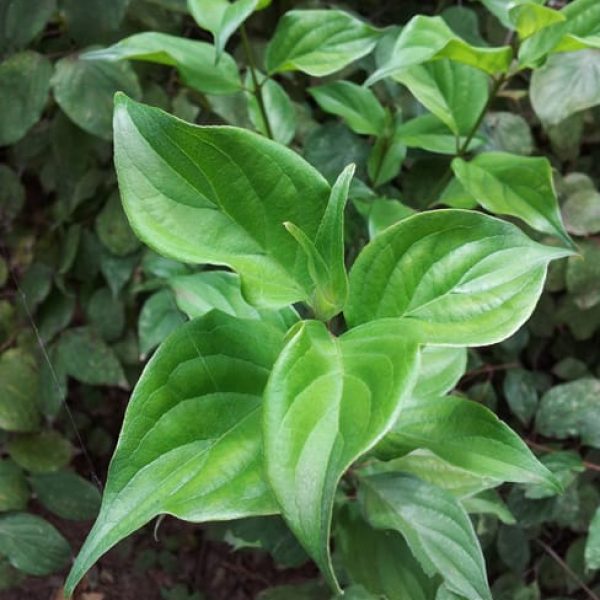 1488812626Roughleaf-Dogwood-Cornus-drummondii-leaf-detail.jpg