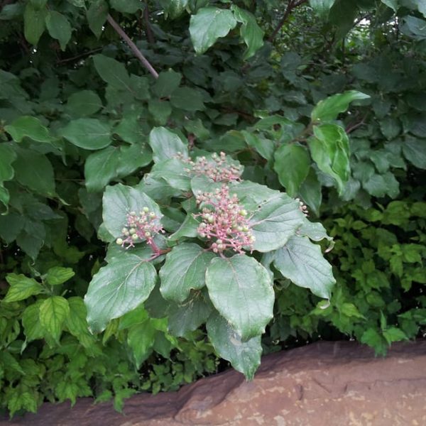 1488812634Dogwood-Cornus-drummondii-detail-leaf-fruit-6-2014-Stone-Oak.jpg