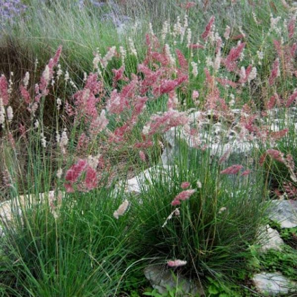 1488812808Ruby-Grass-Melinus-nerviglumis-bloom-detail.jpg