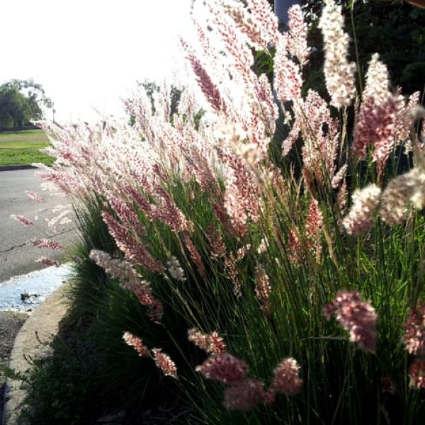 1488812820Ruby-grass-Melinis-nerviglumis-detail-botanical-10-2012.jpg