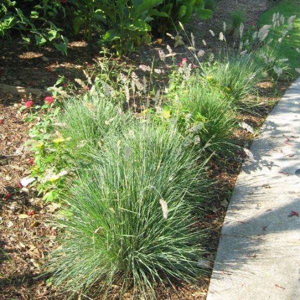 1488812831Ruby-Grass-Melinus-nerviglumis-form.jpg
