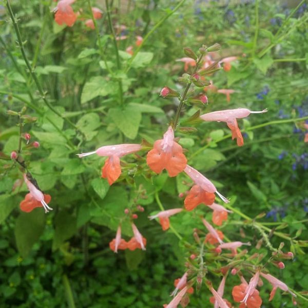 1488815287Brenthurst-sage-Salvia-coccinea-brenthurst-flower-detail.jpg