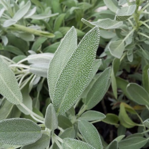 1488819455sage-official-salvia-x-nazareth-detail.jpg