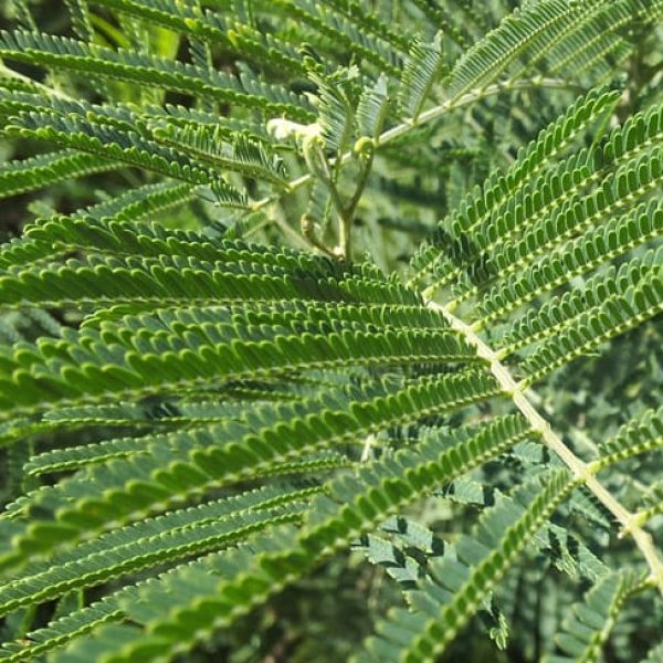1488819752Acacia-Thornless-Acacia-berlandieri-detail-leaf.jpg