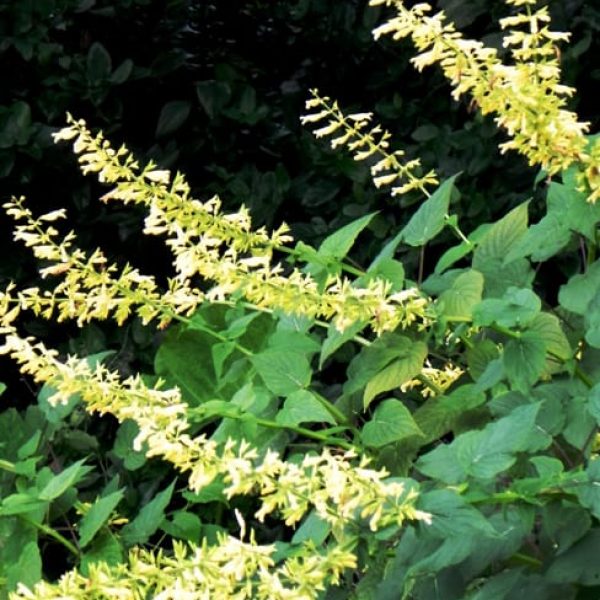 1488820140sage-forsythia-salvia-madrensis-form.jpg