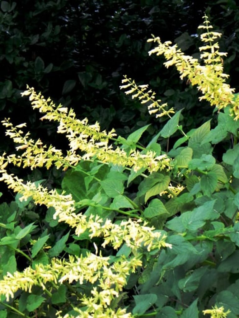 1488820140sage-forsythia-salvia-madrensis-form.jpg